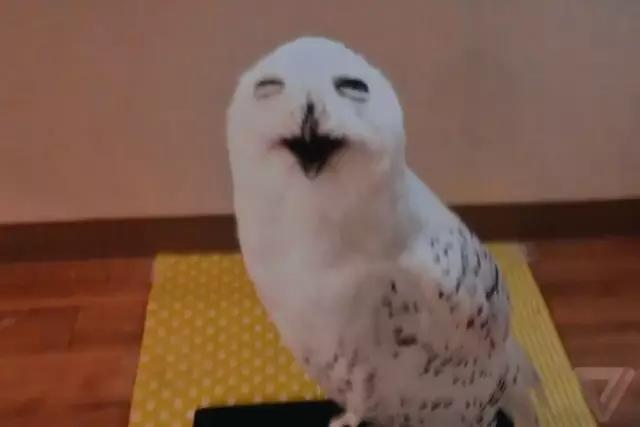 1463641933438724.gif 640.webp (2).jpg.gif