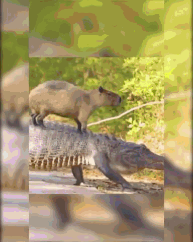 的8.gif