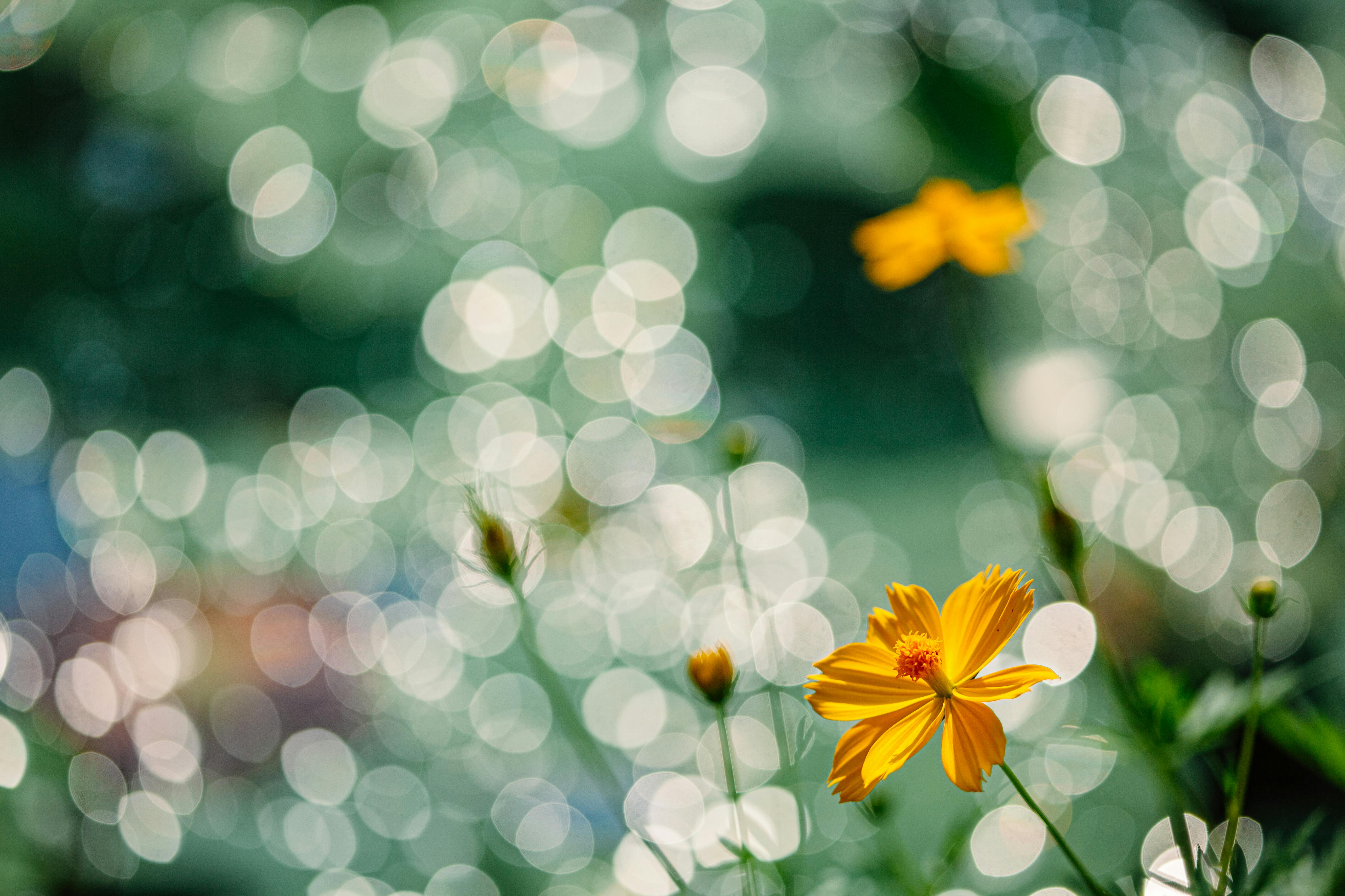 1750919999165275.jpg pexels-b-o-minh-1883288-32645412.jpg