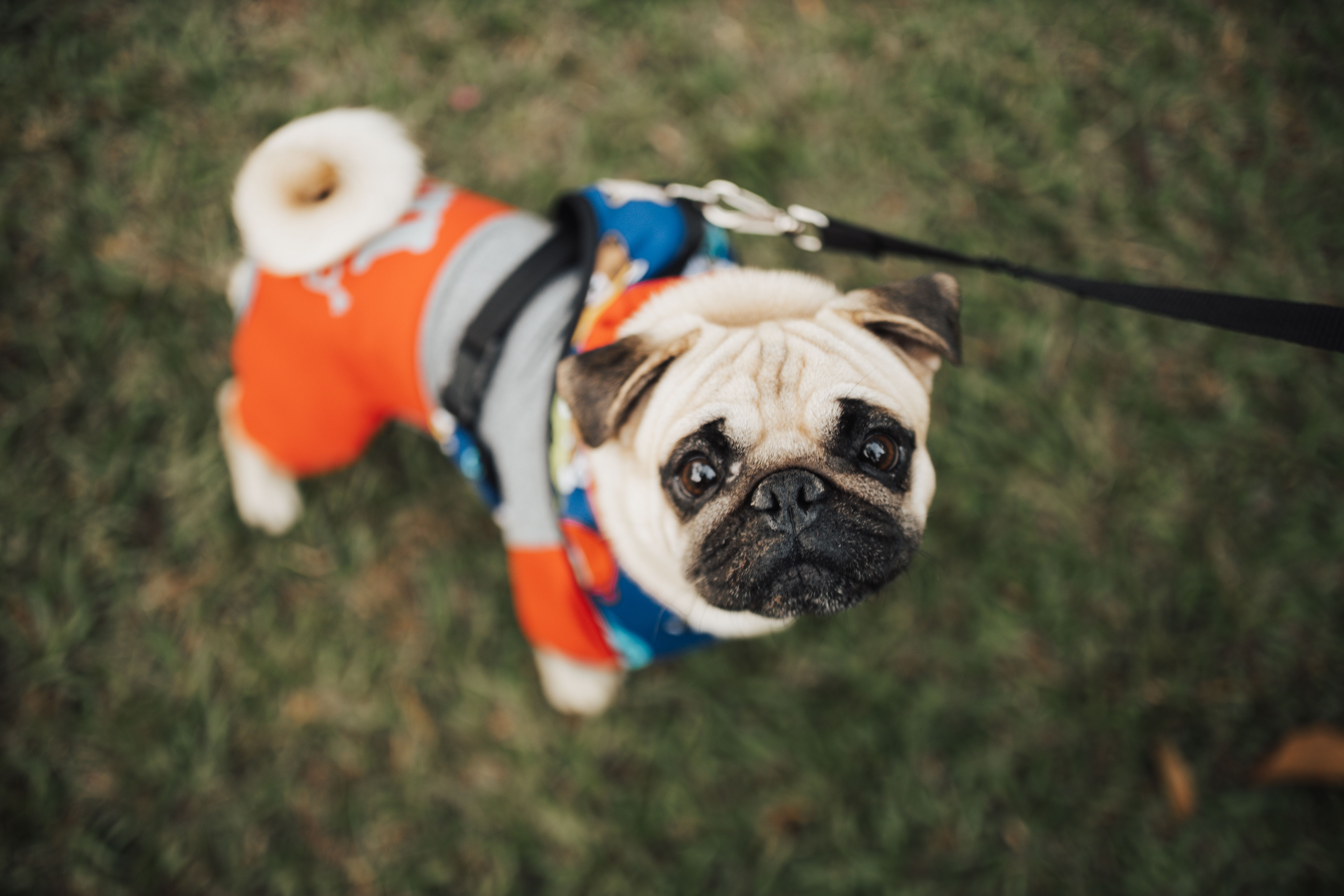 1781598366622643.jpg pexels-bertellifotografia-16652420.jpg