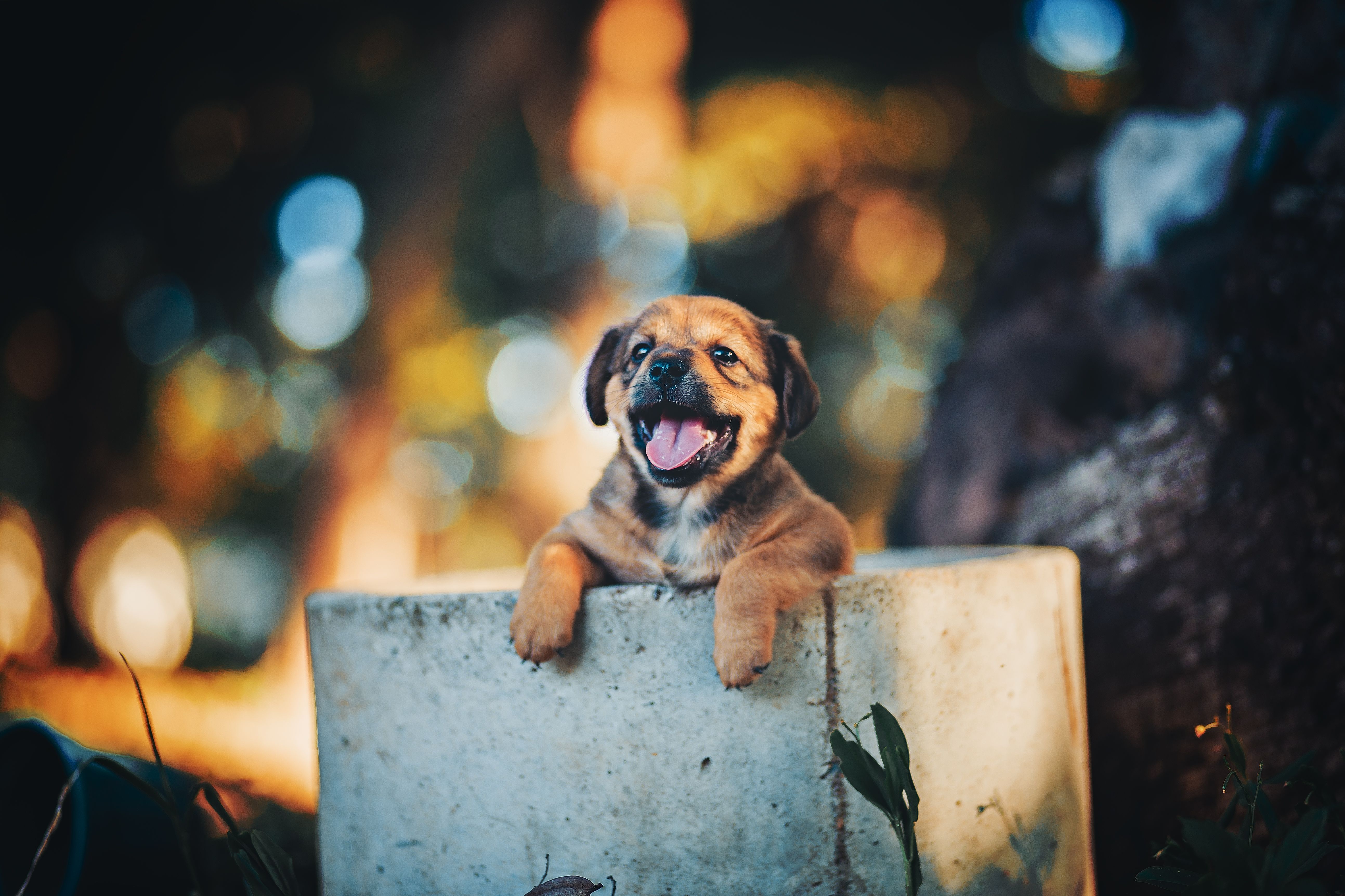 1790582339816785.jpg pexels-brenocardosofotografia-8240131.jpg