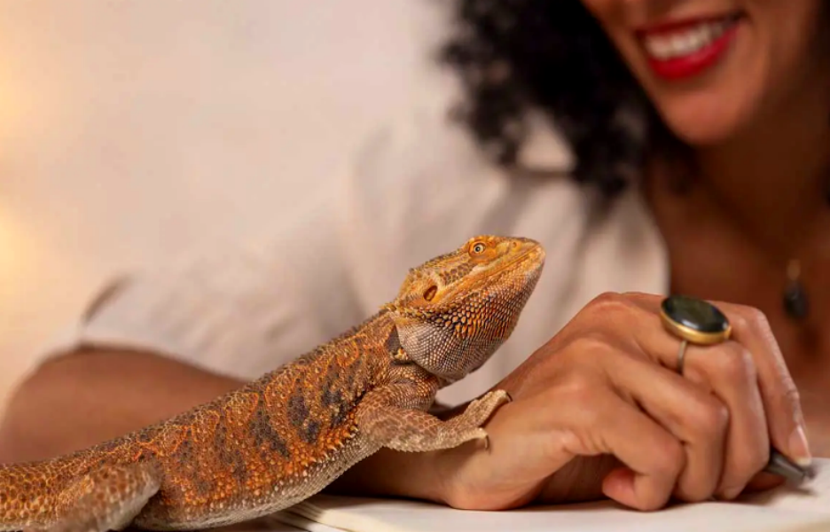 仓鼠、守宫、蜘蛛走红，宠物赛道变天了