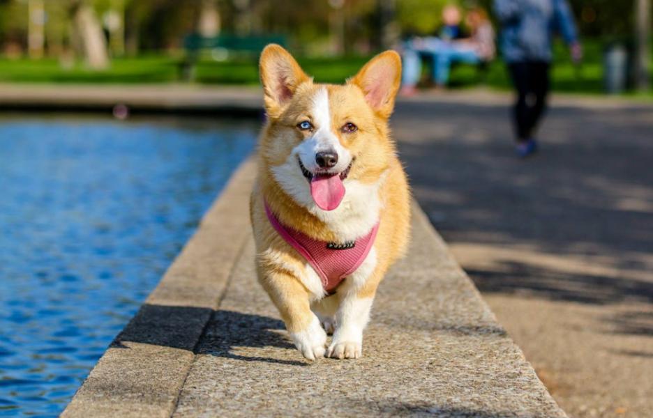 宠物类目再出爆款！一款训狗神器在TikTok卖出百万