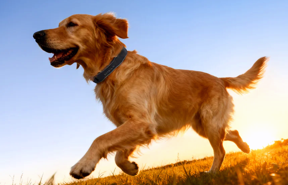 拿下千万级融资，国产宠物品牌上线即走红！