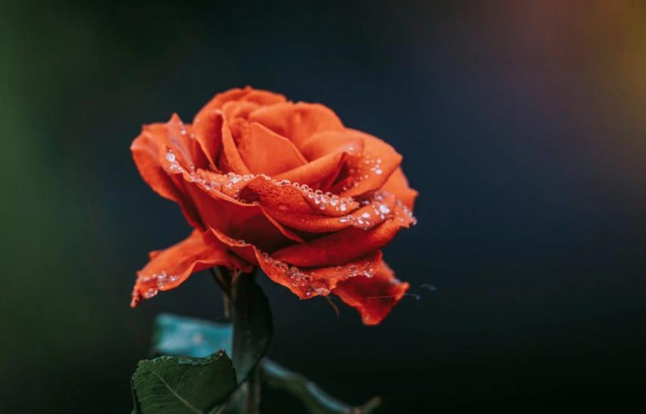 7天进账80万，这款纸做的情人节礼物在TikTok上爆单！