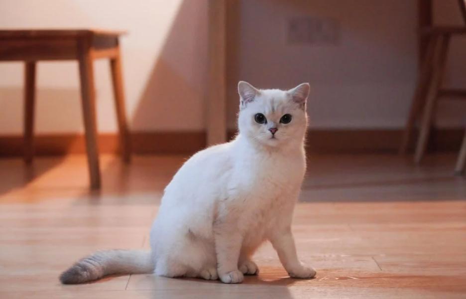 又一跨境品牌爆火，仿生宠物玩具成热门，在TikTok年收超300万美金！