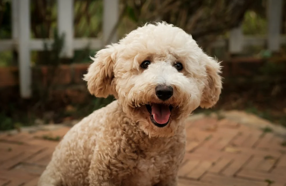 50天狂揽230万+，宠物慢食碗在TikTok卖断货