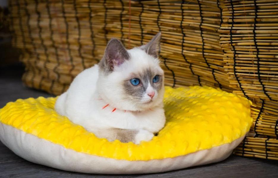 TikTok宠物取暖器月销近百万，老外铲屎官疯抢