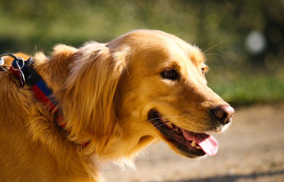 宠物科技新风口，“猫狗翻译官”狂揽5千万融资！